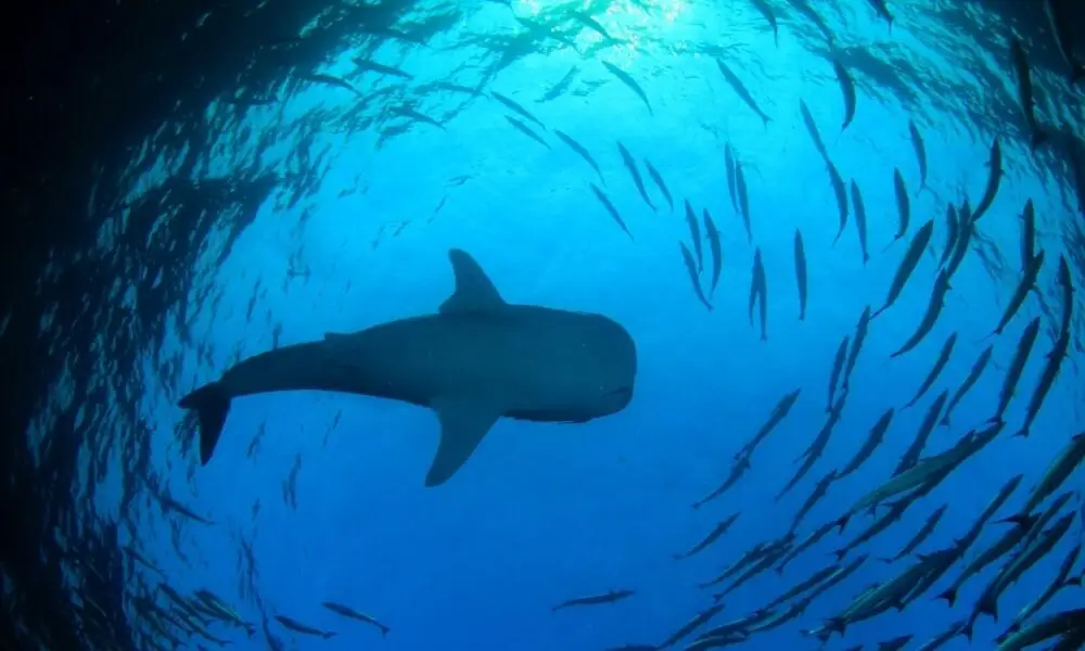 World Shark Day Highlights Whale Sharks Importance to Red Sea Ecosystem Health - MENAWireNOW.com