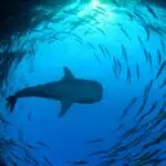 World Shark Day Highlights Whale Sharks Importance to Red Sea Ecosystem Health - MENAWireNOW.com