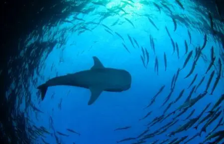World Shark Day Highlights Whale Sharks Importance to Red Sea Ecosystem Health - MENAWireNOW.com
