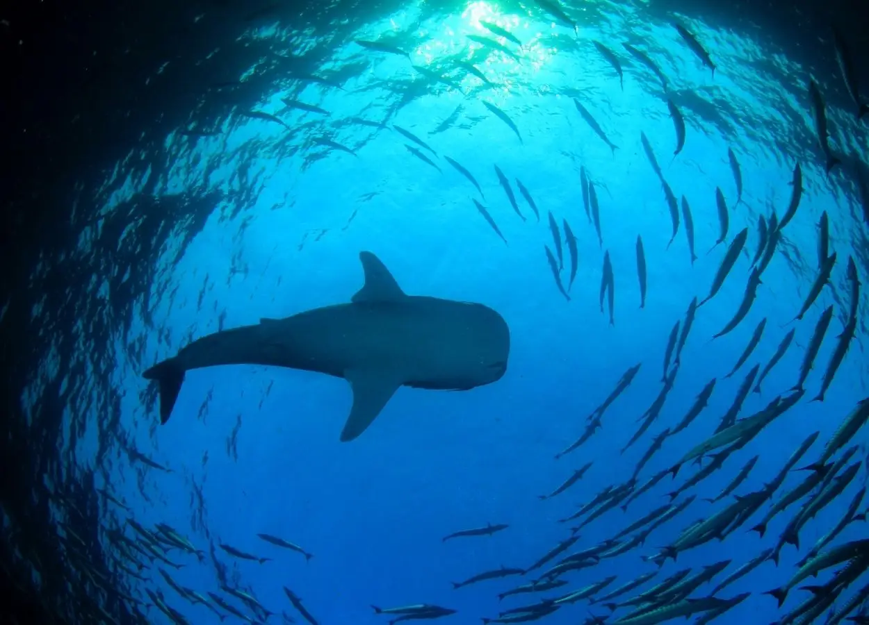 World Shark Day Highlights Whale Sharks Importance to Red Sea Ecosystem Health - MENAWireNOW.com