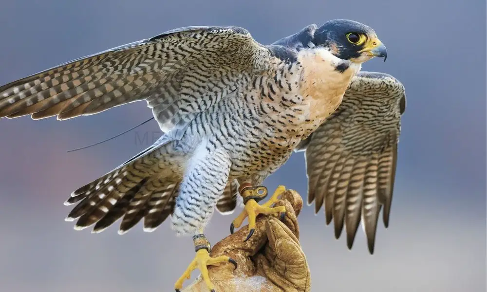Saudi Falcon Auction Sees Peregrine Sell for SAR106,000 - MENAWireNOW.com