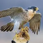 Saudi Falcon Auction Sees Peregrine Sell for SAR106,000 - MENAWireNOW.com