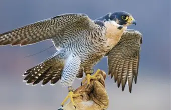 Saudi Falcon Auction Sees Peregrine Sell for SAR106,000 - MENAWireNOW.com