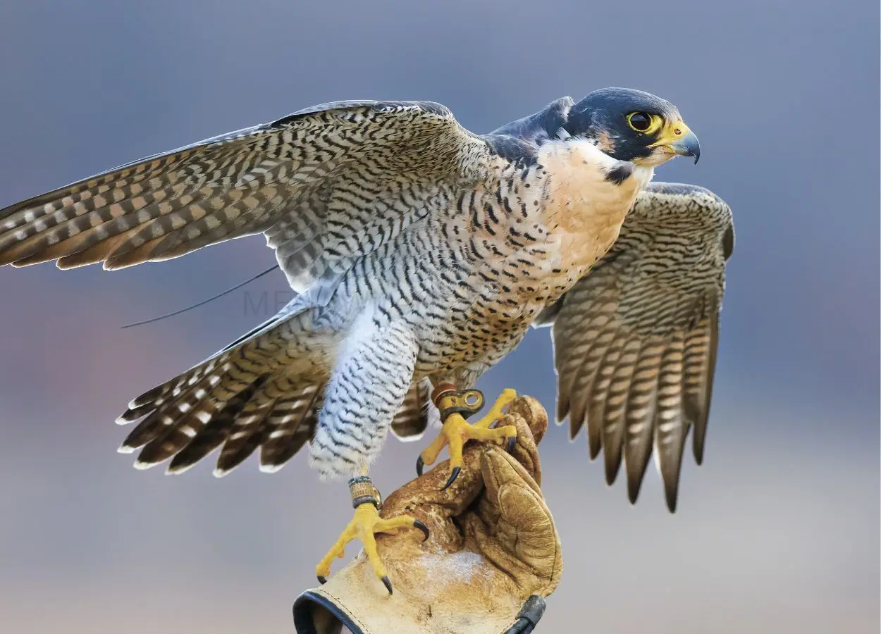Saudi Falcon Auction Sees Peregrine Sell for SAR106,000 - MENAWireNOW.com