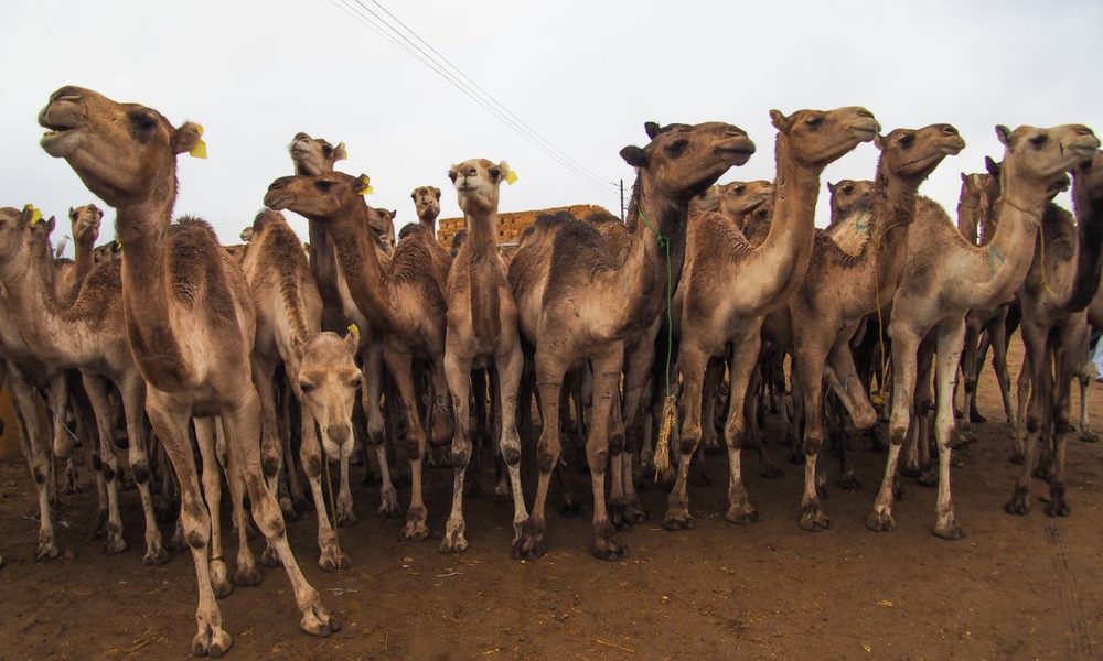 Unaizah Camel Auction Attracts Over 25,000 Visitors - MENAWireNOW.com