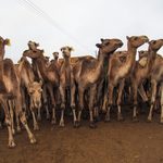 Unaizah Camel Auction Attracts Over 25,000 Visitors - MENAWireNOW.com