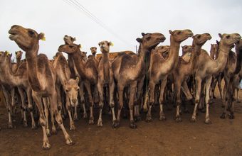 Unaizah Camel Auction Attracts Over 25,000 Visitors - MENAWireNOW.com