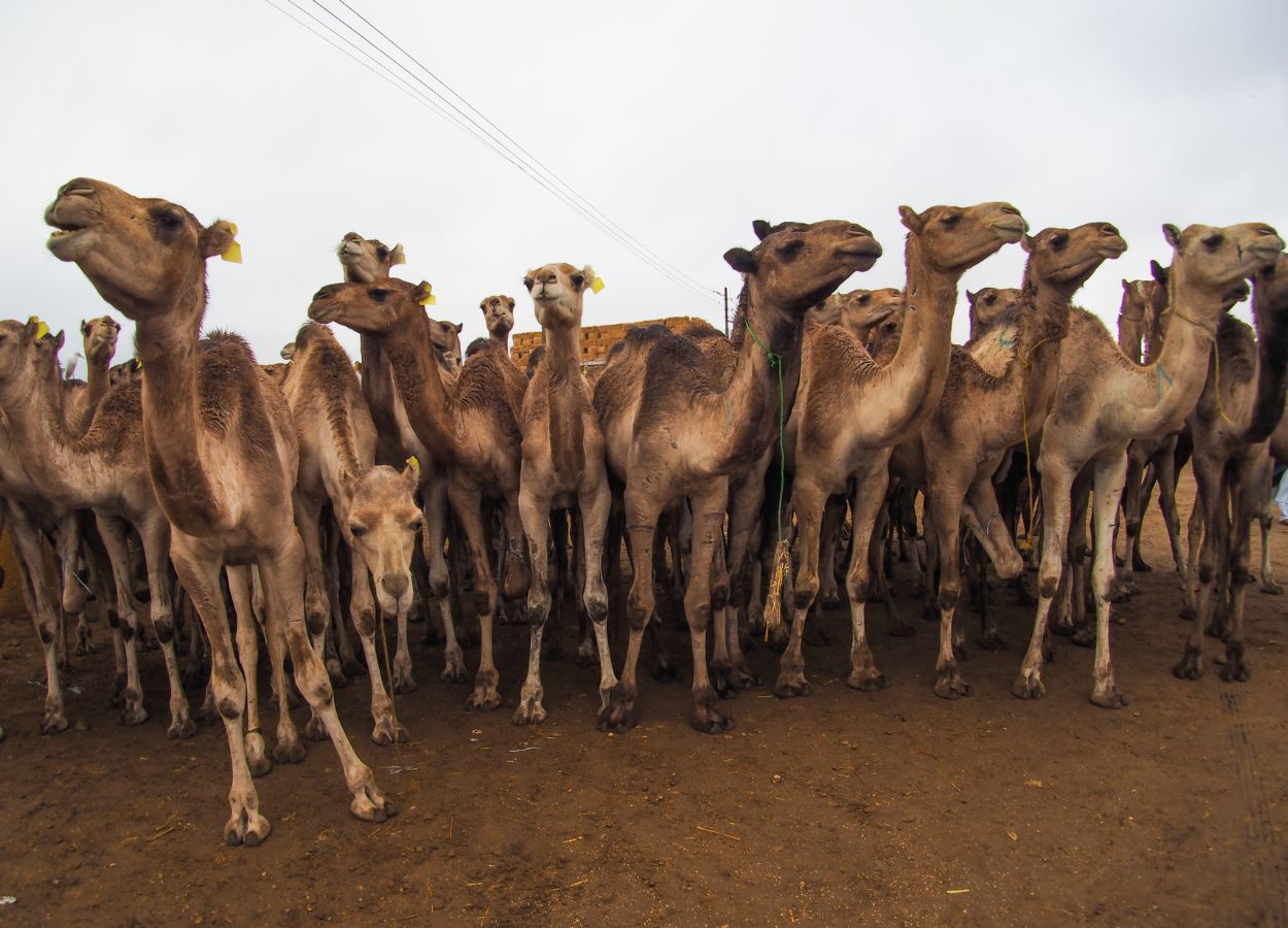 Unaizah Camel Auction Attracts Over 25,000 Visitors - MENAWireNOW.com