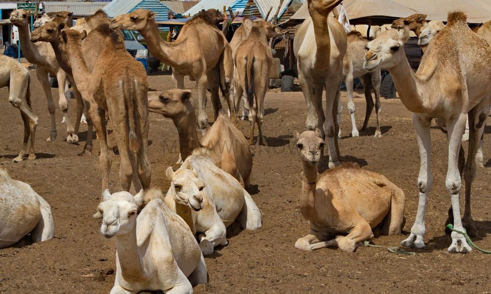 Unaizah Camel Auction Draws Buyers for Over 100 Camels Daily - MENAWireNOW.com