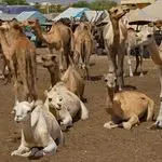 Unaizah Camel Auction Draws Buyers for Over 100 Camels Daily Unaizah Camel Auction Draws Buyers for Over 100 Camels Daily - MENAWireNOW.com