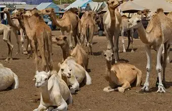 Unaizah Camel Auction Draws Buyers for Over 100 Camels Daily - MENAWireNOW.com