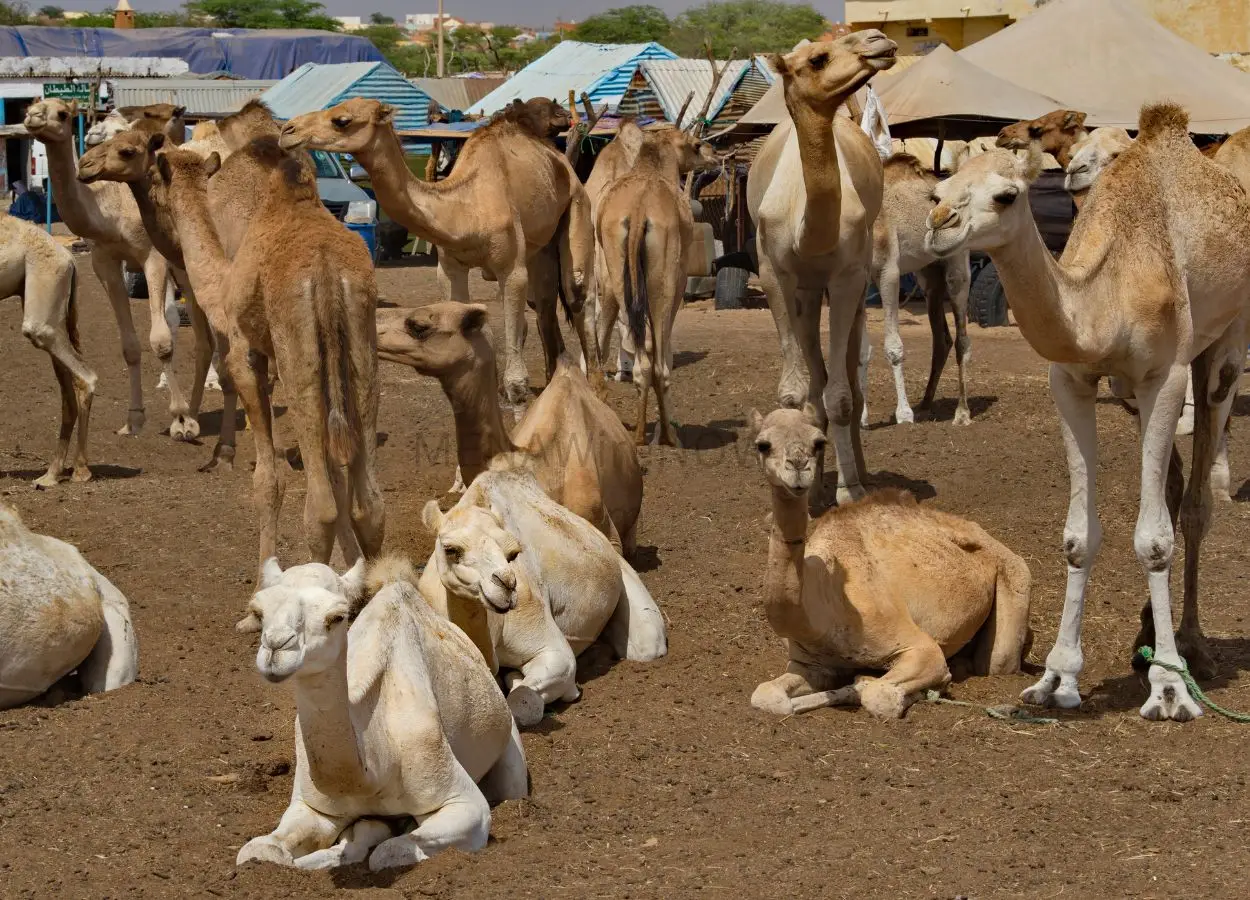 Unaizah Camel Auction Draws Buyers for Over 100 Camels Daily - MENAWireNOW.com